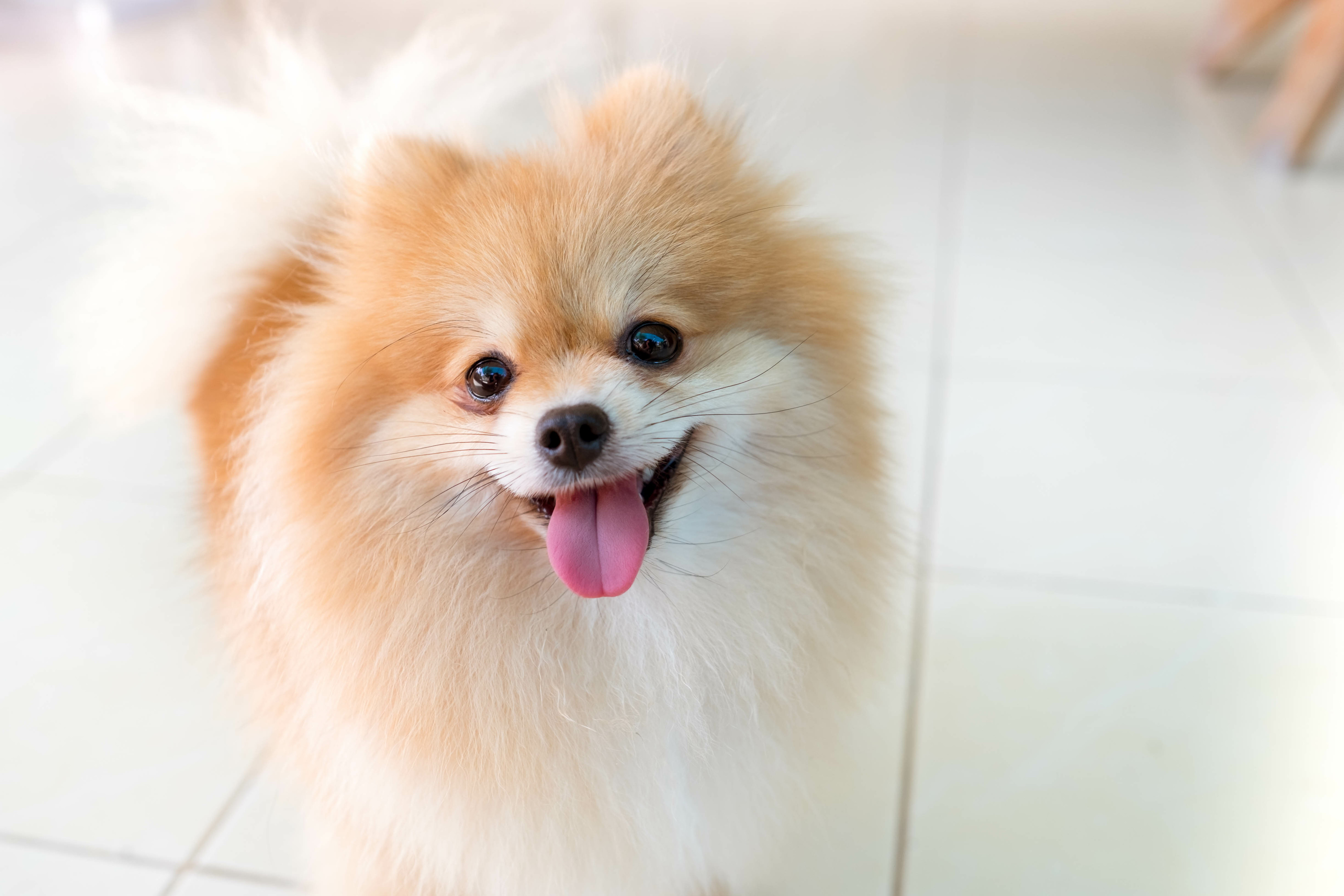 Pomeranian